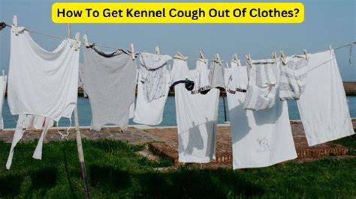 Can you bring kennel cough home on your clothes