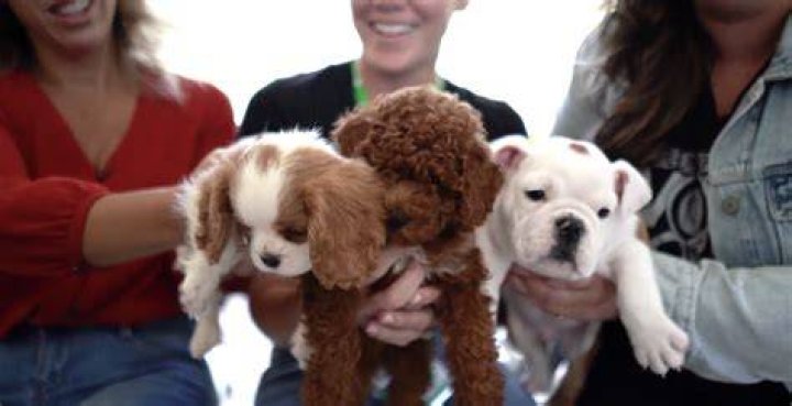How much are puppies at petland